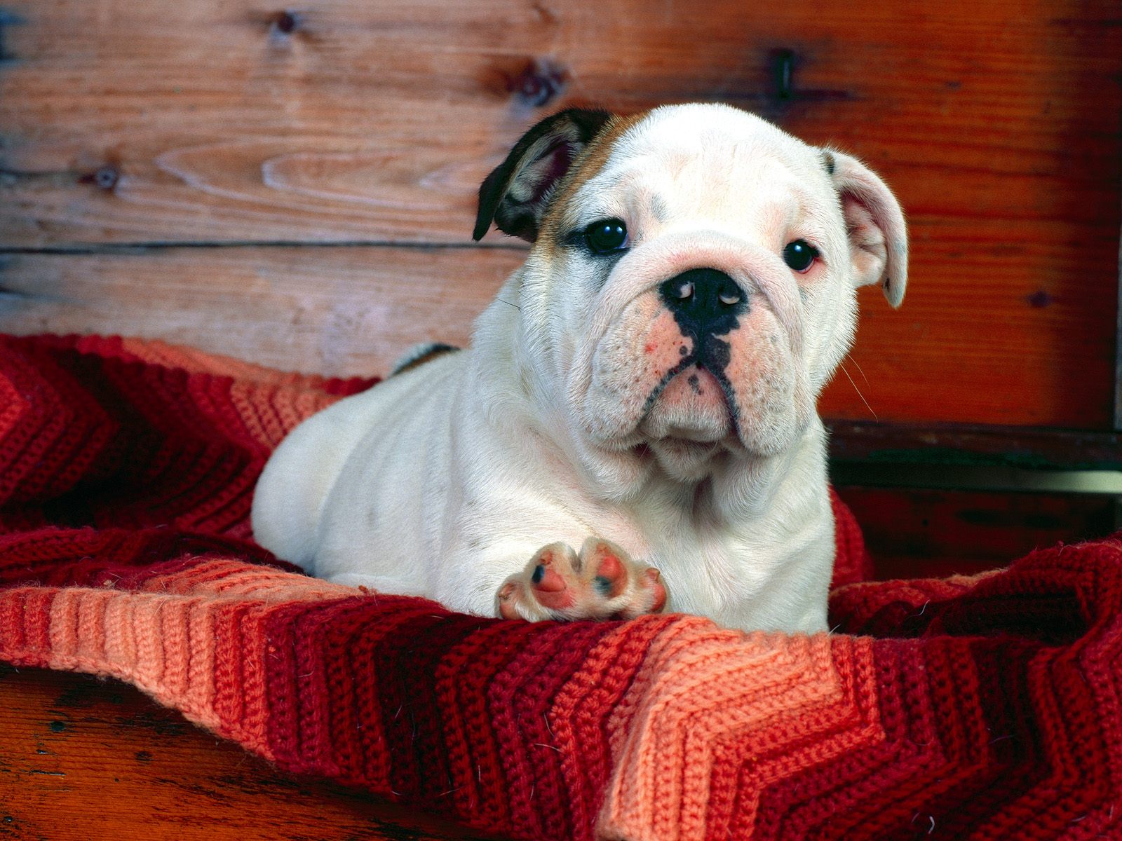 A Comfy Drawer Bulldog Puppy HD Wallpaper Backgrounds Dog Pictures